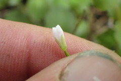 Epilobium pedunculare