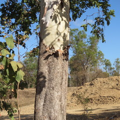 Corymbia confertiflora