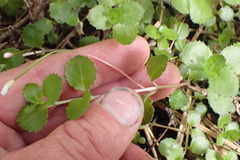 Epilobium pedunculare