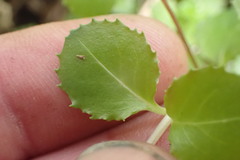 Epilobium pedunculare