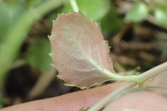 Epilobium pedunculare
