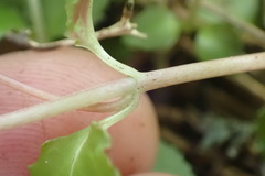 Epilobium pedunculare