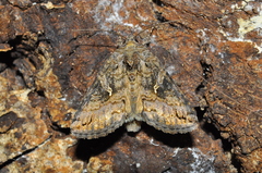 Plusiinae
