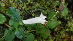 Tripterospermum luzonense