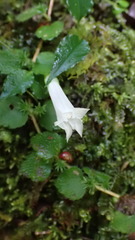 Tripterospermum luzonense