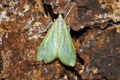 Crambidae
