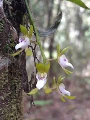 Sarcochilus australis