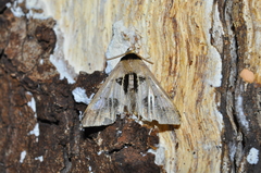 Erebidae