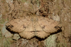 Geometridae
