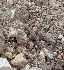 Stenocercus guentheri