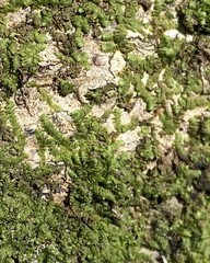 Cheilolejeunea clypeata