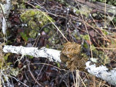 Lobaria anomala