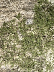 Cheilolejeunea clypeata