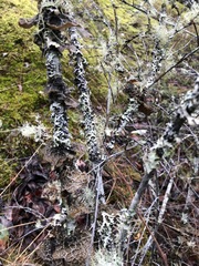 Lobaria anomala