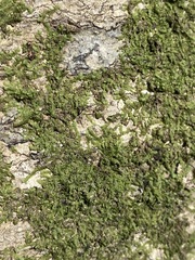 Cheilolejeunea clypeata