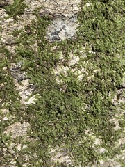 Cheilolejeunea clypeata