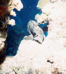 Epinephelus adscensionis