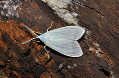Eucereon vestalis