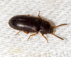 Mycetophagidae