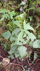 Notoseris melanantha