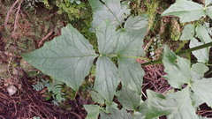 Notoseris melanantha