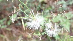 Notoseris melanantha