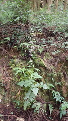 Notoseris melanantha