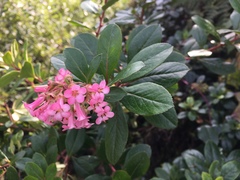 Escallonia rubra macrantha