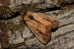 Noctuoidea