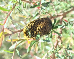 Stigmodera macularia