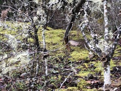 Lobaria anomala