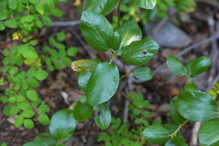 Ceanothus velutinus velutinus