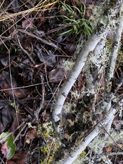 Lobaria anomala