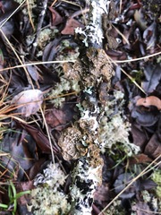 Lobaria anomala