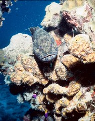 Cephalopholis cruentata