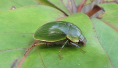 Stethaspis