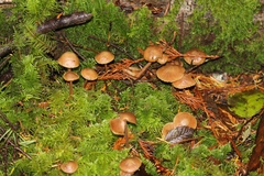 Naucoria escharioides