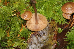 Naucoria escharioides