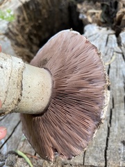 Hortenses
