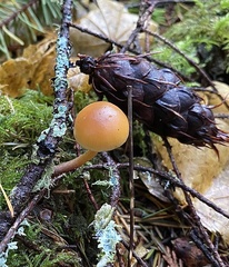 Gymnopilus bellulus