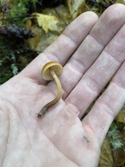 Gymnopilus bellulus