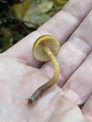 Gymnopilus bellulus