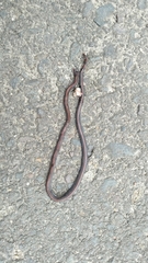 Calliophis intestinalis