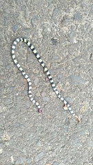 Calliophis intestinalis