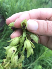 Orthochilus foliosus