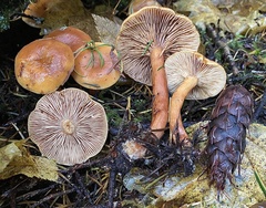 Lactarius luculentus laetus