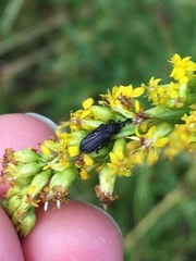 Microrhopala excavata