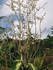 Furcraea foetida