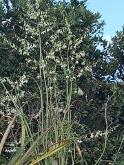 Furcraea foetida