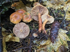 Lactarius luculentus laetus